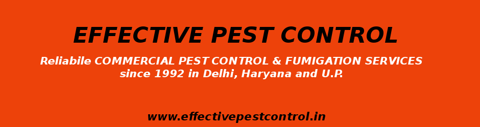 Effective Pest Control